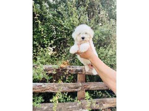 A kalite maltese terrier yavrularımız