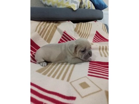 Egzotic fransız bulldog