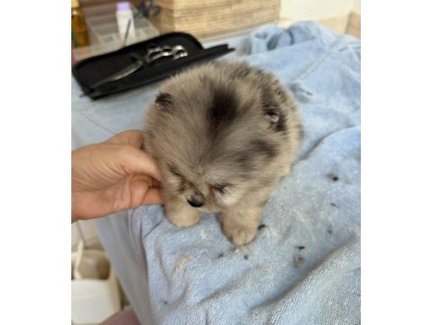 Blue merle pomeranian mini boy