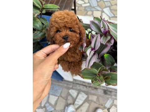 Tüy dökmeyen basık suratlı kore yavru köpeğim