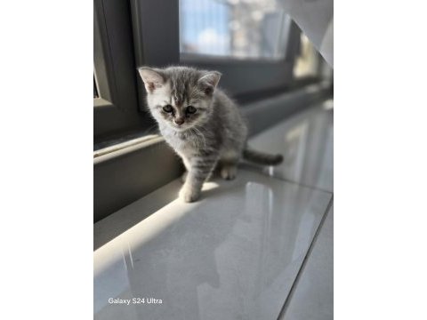 British shorthair yavrularımıza yuva arıyoruz