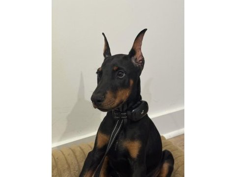 Zıpkın gibi rüzgar misali safkan a kalite doberman