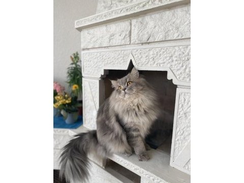 Kedimiz leo için eş arıyoruz