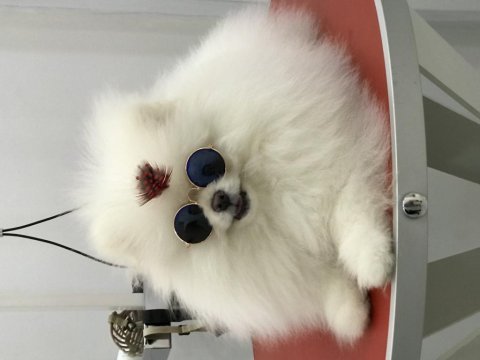 Bulgaristan dan gelme pomeranian ırkının en iyisi