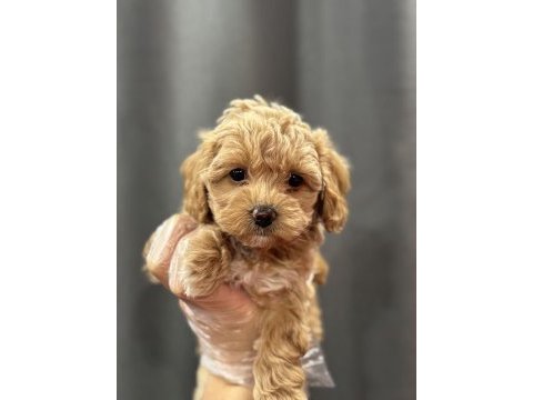 Mini mini maltipoo bebekler