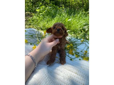 Erkek toy poodle bebekler