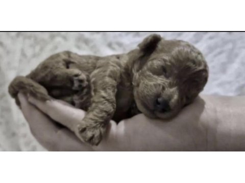 Toy poodle köpekler