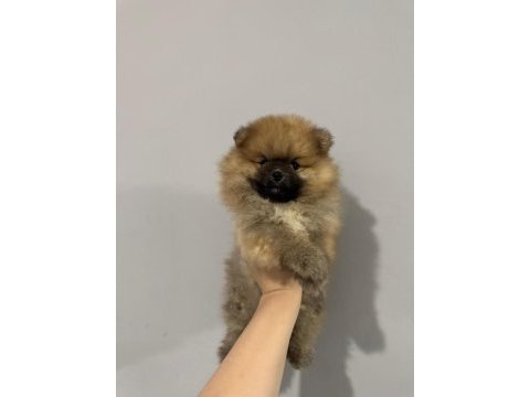 Dişi 2.5 aylık pomeranian boo yavrumuz