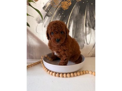 Toypoodle yavrularımız 
