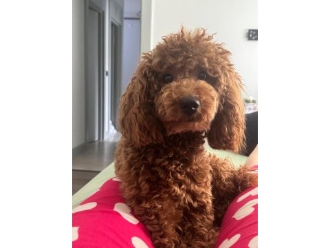 Toy poodle 6.5 aylık
