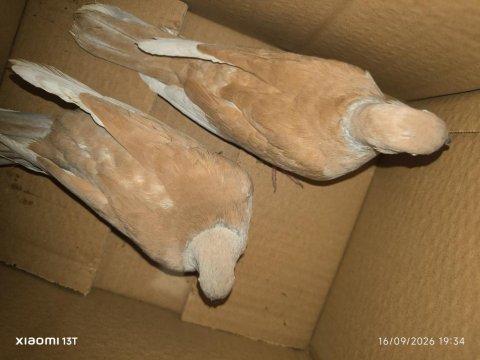 Gülen kumrular takım olarak verilir
