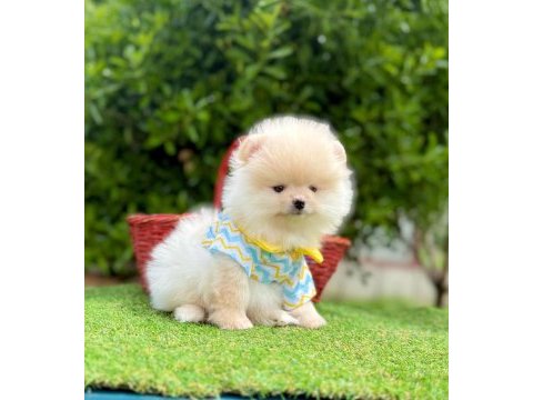 Safkan pomeranian boo yavrularımız