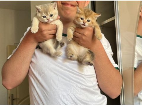 Minik british shorthair yavrularım sahiplendirilecektir