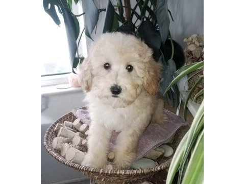 Şecereli 2 kardeş poodle