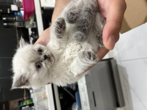 British shorthair blue point 2 aylık yavrumuz (dişi)