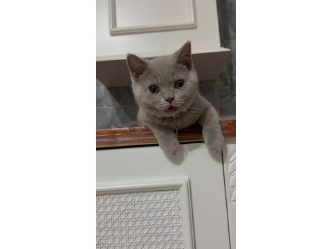 Çok güzel british shorthair yavrular