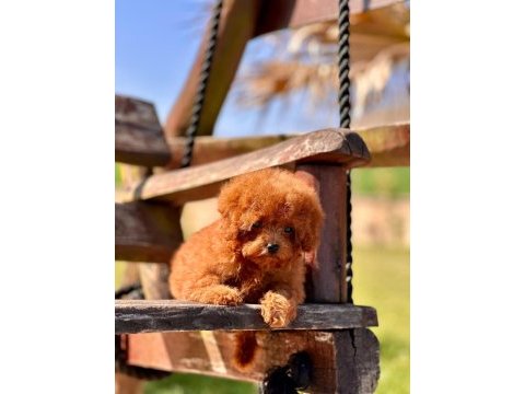 Eğitilebilir toy poodle yavruları ile evinize neşe katın