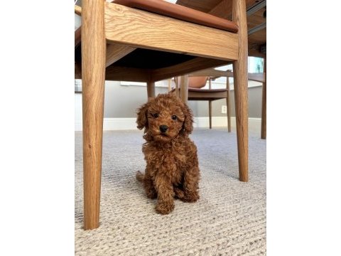 Bu poodle’a bakıp geçmek imkânsız
