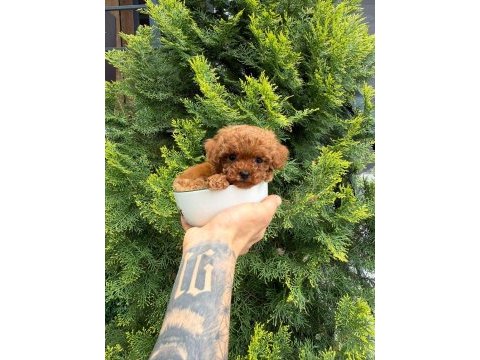 Toy poodle yavrularımız ırk ve saglık garantili