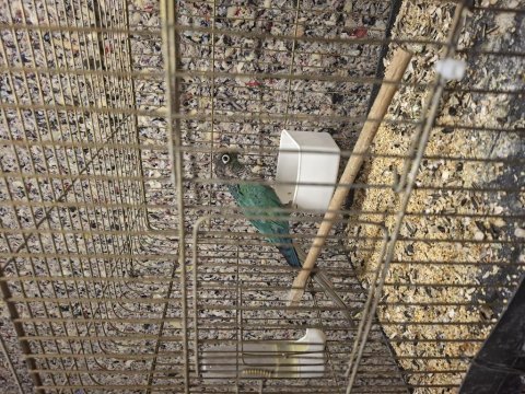 Dişi hazır greencheck konur papağanı
