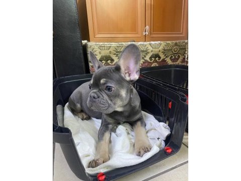 Fransız bulldog 3.5 aylık