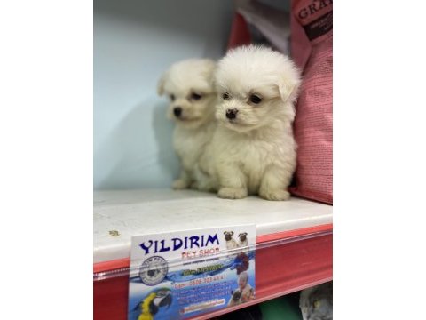 Yıldırım güvencesi ile ırk ve sağlık garantilidir