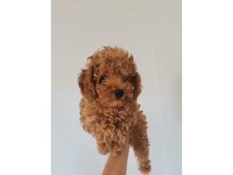 Siyah kırmızı erkek ve dişi poodle yavrularımız