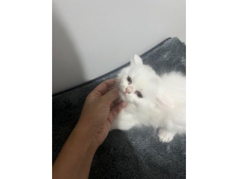 British shorthair pamuk yavru