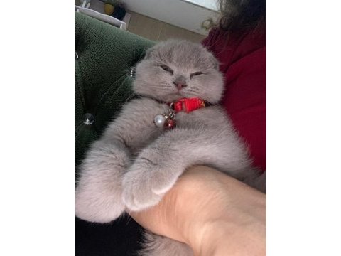 3 aylık erkek scottish fold