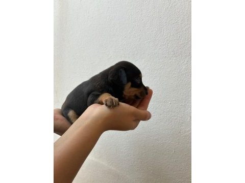 Minyatür pinscher 30 günlük