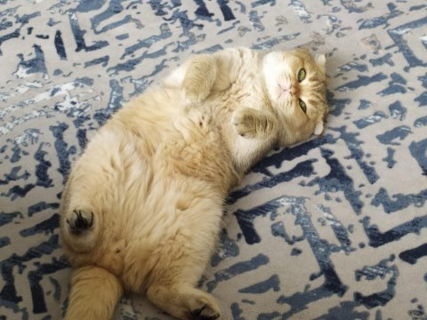 Şecereli scottish fold