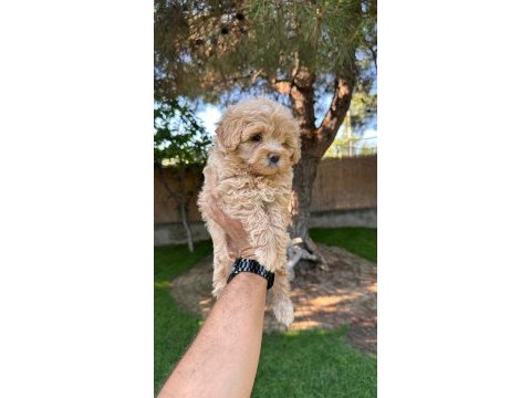 Sağlık ve ırk garantili maltipoo yavrularımız 