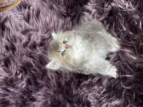 Full şecereli veya pet british longhair