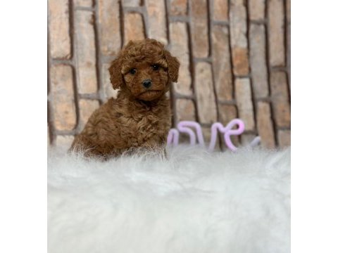 İstanbul köpek çiftliği her boy toy poodle yavrular