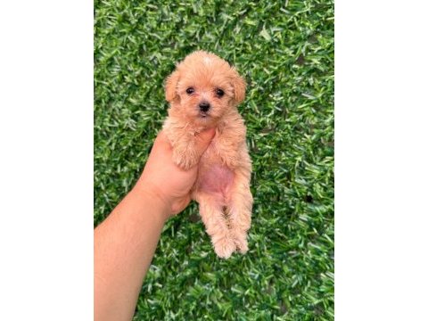 Irk ve sağlık garantili maltipoo yavrularımız