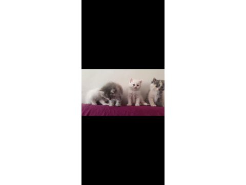 British shorthair ücretli 81 şehire gönderim