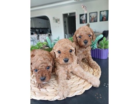 Birbirinden güzel toy poodle bebeklerimiz