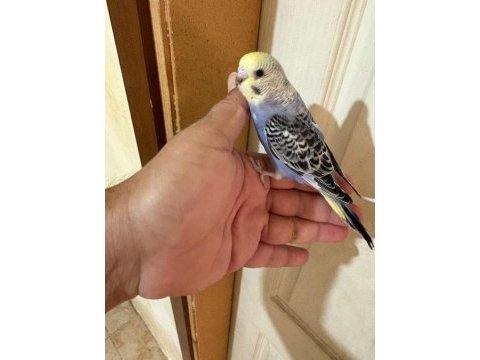 33 günlük konuşturmalık bebek muhabbet kuşlar