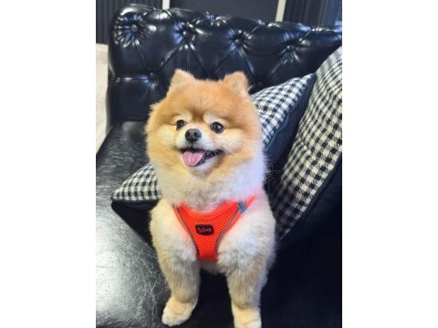 Pomeranian boo ayı surat a kalite