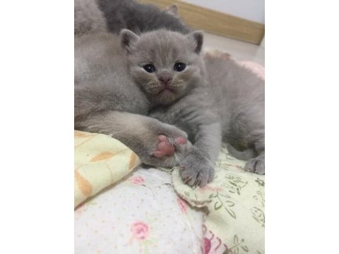 Scottish fold yavrular