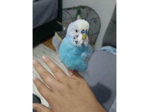 Konuşan ele alışık muhabbet kuşu