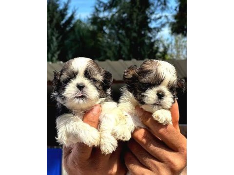 A kalite ırk sağlık garantili shih tzu yavrular