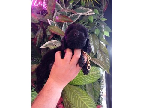 Hareketli dişi toy poodle siyah