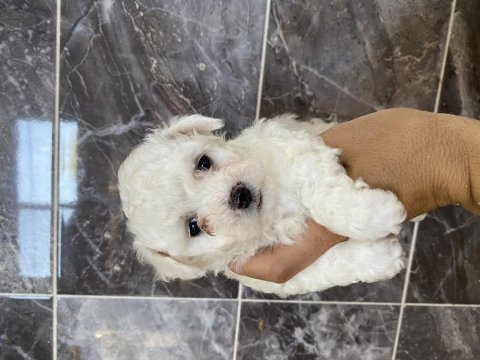 Orjinal bichon frise yavrular