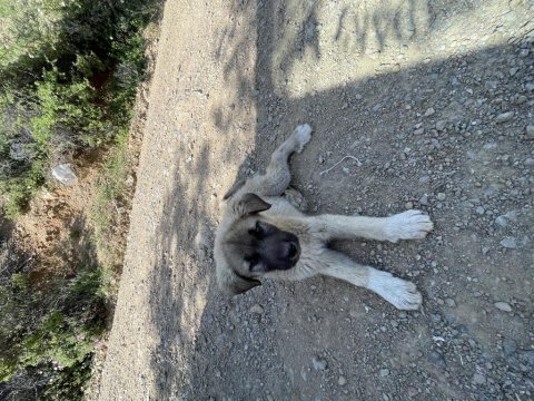 Tavuk koyun bekçi adayları köpekler