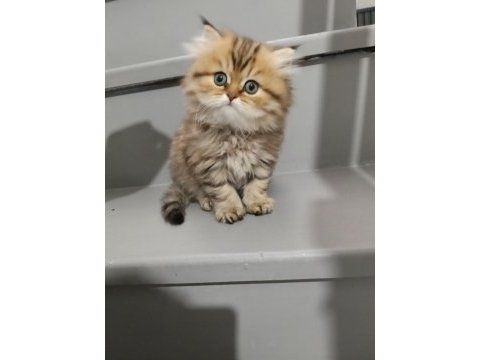 Golden black british longhair