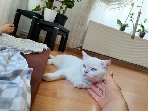 Kedimizin ismi mars