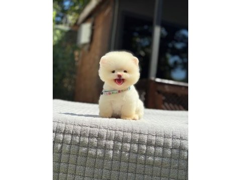 Sağlık ve ırk garantili pomeranian