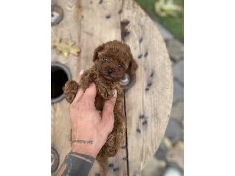 Mini cep boy poodle yavrularımız