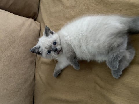 2 aylık dişi british shorthair
